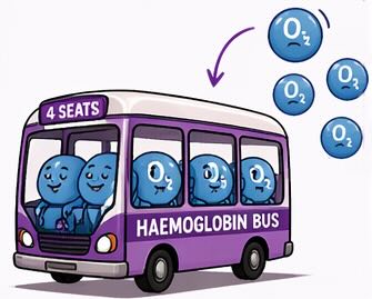 Haemoglobin Bus, showing the bus analogy for oxygen transport