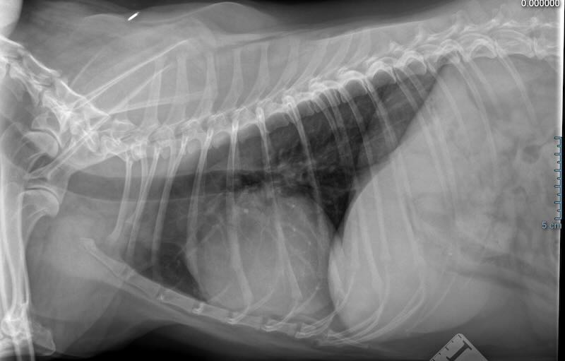 Chest radiograph