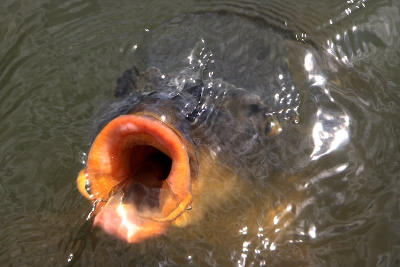 Fish's mouth