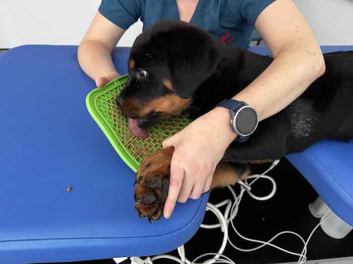 Using a lickmat during echo