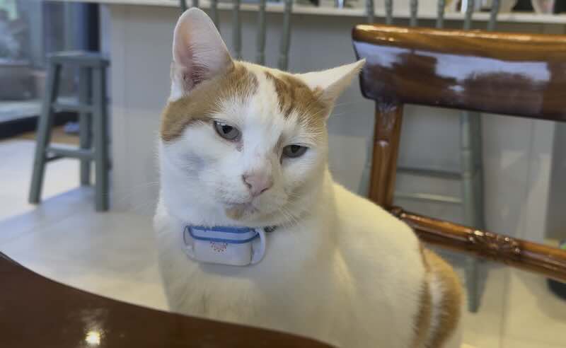 Cat wearing Maven Collar